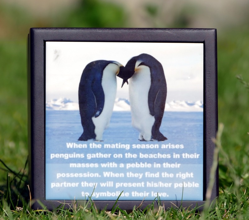 Deluxe Engraved Penguin Pebble - Image 7